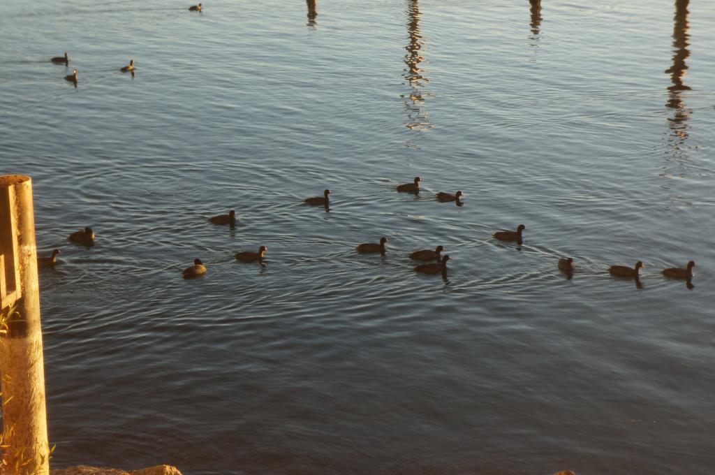 Lake Marina Inn Clearlake Oaks Zewnętrze zdjęcie